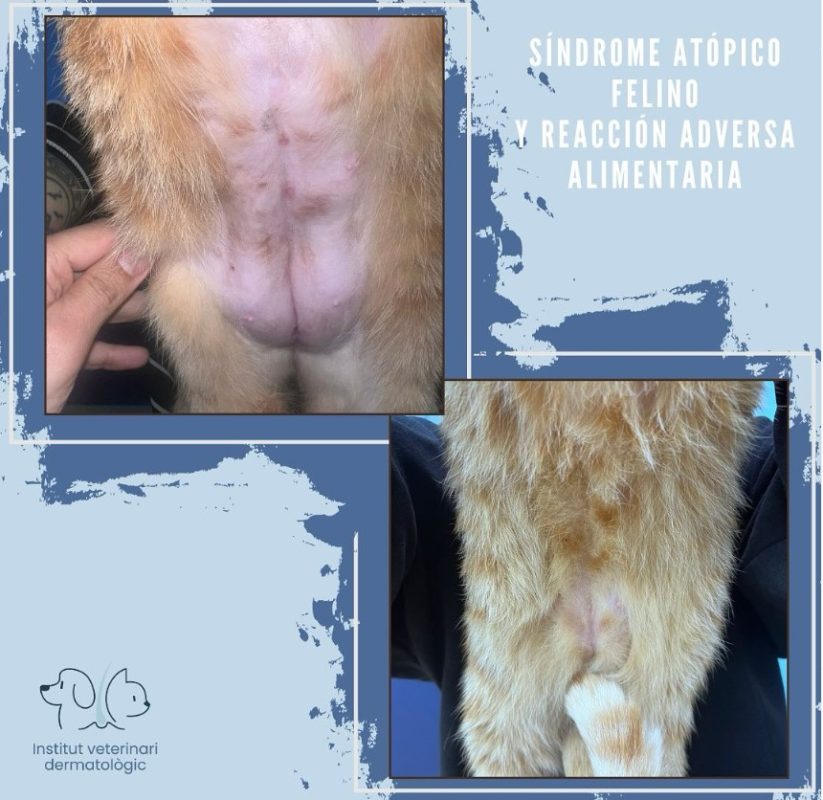 sindrome atopico felino