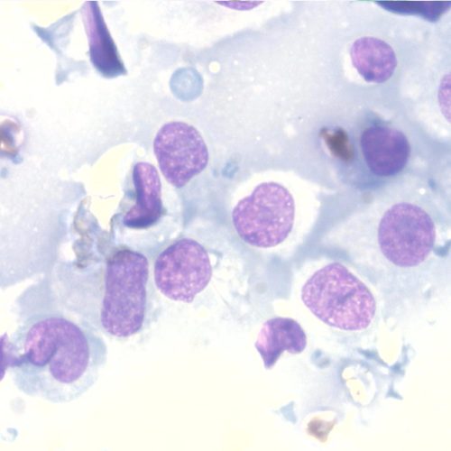 15-12-20 Histiocitoma (1)